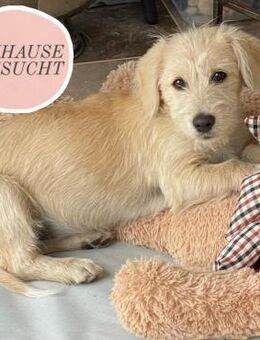 LILLY sucht perfekt match ❤️ - Saarbrücken