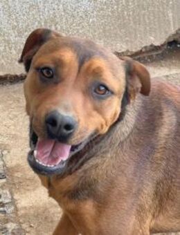 ARABELLA - freundlich und neugierig - Regensburg