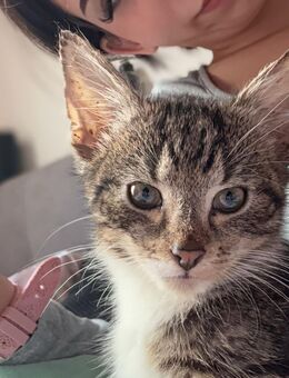 Kitten suchen neuen Dosenöffner - Bremen