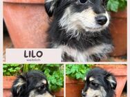 Lilo - Ihr neues Familienmitglied wartet - Brühl (Nordrhein-Westfalen)