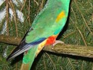 farbenfrohe wunderschöne bunte Vielfarbensittiche Sittiche Vögel - Neustadt (Sachsen) Hohwald