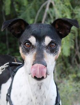 Goofy sucht Menschen mit etwas Geduld - Laatzen