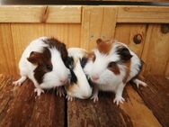 3 bunte 13Wo. Crested & Glatthaar Meerschweinchen Weibchen Mädchen Damen - Birstein
