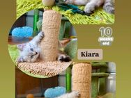 Bkh-Birma Kitten suchen tolles Zuhause - Daun