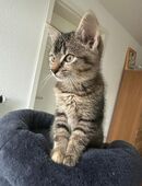 EKH Kitten, >3 Monate alt, abzugeben in 42719