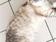 BKH Kater - Berlin