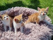 Süße Baby Kätzchen suchen ein Zuhause