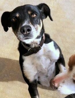 Ballverrückter Sparty sucht Zuhause - Bergkirchen