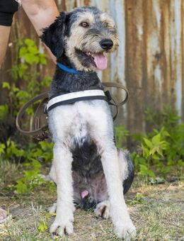 Boomer-SI, junger Hund sucht aktive Fami - Neustadt (Rübenberge)