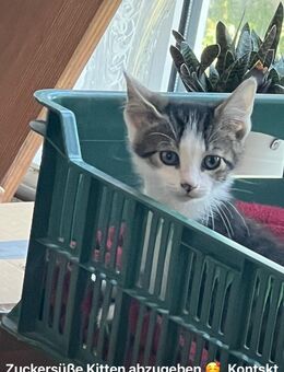 Wunderschönes Katerchen - Körle