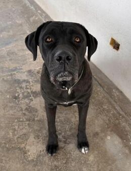 Kira lebt auf der Dachterasse - Bad Vilbel