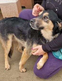 Evita - Ein Zuhause für immer gesucht! - Süderbrarup