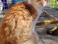 Carlo, zauberhafter Kater - Geilenkirchen