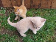 Vier kleine Katzen in liebevolle Hände abzugeben - Lengefeld