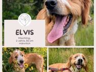 Elvis: Good vibes only! - Brühl (Nordrhein-Westfalen)
