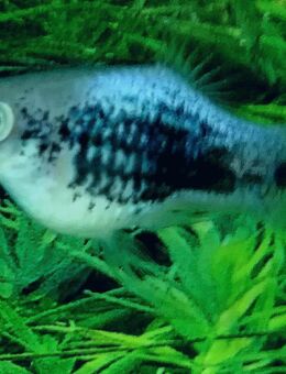 Platy Metallic blau - Hohenroth