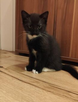 Schwarzes Katze baby sucht zuhause - Düsseldorf