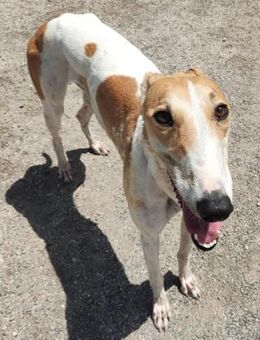 Paola sucht liebevolle Menschen - Donaueschingen