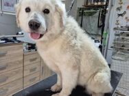 Suzy, menschenbezogener Kuvasz Mix - Remagen