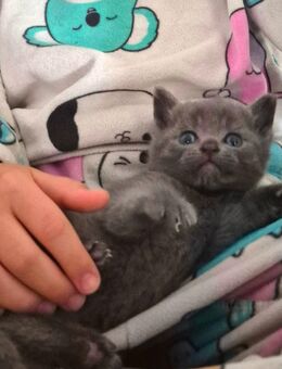 Bkh Kitten - Waldbröl