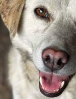 Odette ist sehr schmusebedürftig 🐾 - Elsdorf (Nordrhein-Westfalen)