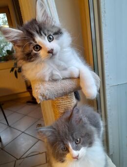Maine Coon Kitten - Sinzig