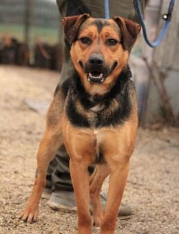 Zénó VA, Rüde sucht Menschen - Neustadt (Rübenberge)