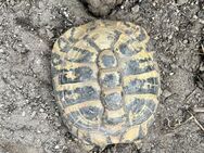 Griechische Landschildkröten - Achern Zentrum