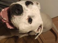 American Bulldog Rüde*Lemmi* sucht neues Rudel - Rendsburg