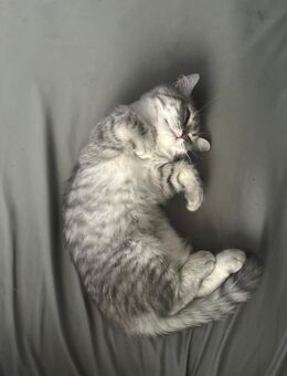 🐾 Süße Katze sucht ein liebevolles Zuhause! 🐾 - Hürth