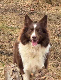Australian Shepherd Border Collie Mix - Bünde