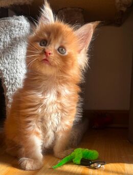 Maine Coon Kitten - Rehburg-Loccum Zentrum
