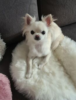 Langhaar Chihuahua - 10J. mit Stammbaum Sucht neues Zuhause - Olsberg