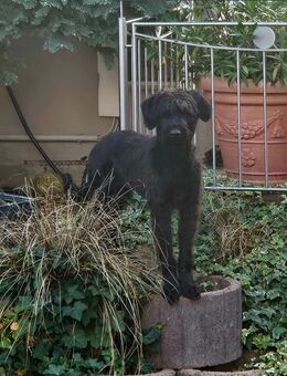 Riesenschnauzer - Trippstadt