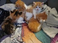Nur noch 1 Xxl maine coon mix kitten kater - Bad Kissingen