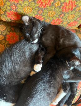 Katzenbabys , Kitten , suchen ein für Immer zu Hause - Hamm