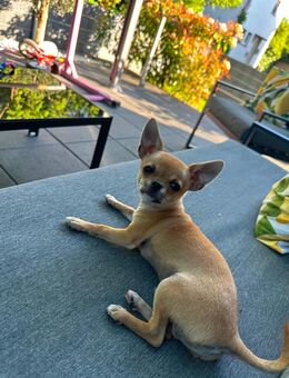 Chihuahua - Edingen-Neckarhausen