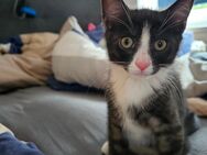 Kitten suchen neues Zuhause - Freital