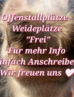 Offenstallplätze Frei - Volkmarsen