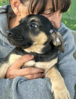 Bendeguz wartet auf sein Glück - Nordwalde