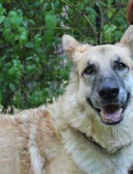 Ronja,schüchterne Frauenhündin - Neuhausen (Spree)