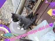 Katzen-Babys abzugeben - Moringen