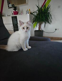 Heilige Birma Kitten in gute Hände abzugeben - Paderborn