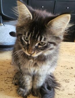 2 Maine Coon Jungs - Bad Berleburg