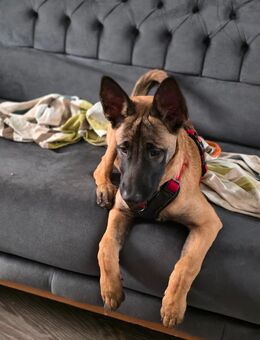 Momo sucht ihr zuhause - Wuppertal