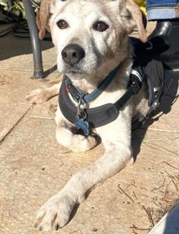 MOMO sucht Urlaubsbetreuung........ - Kempen