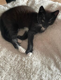Babykatzen Glückskatzen , schwarz, weiß, gemischt bunt - Bernburg (Saale)