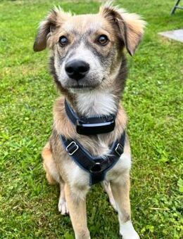 💙 Lieber Junghund Diesel sucht dich! 🐾 - Eislingen (Fils)