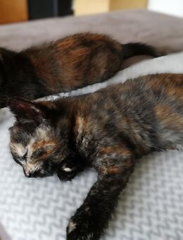 BKH Bengal Russisch Blau Mix red tabby Streifen Mix Kitten Kätzchen ab sofort auszugsbereit - Winterbach (Baden-Württemberg)