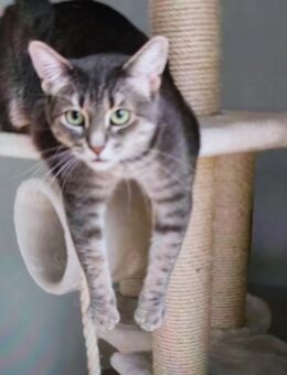 perser-Mix Katze - Salzgitter